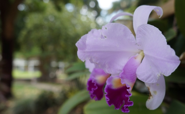 Imagen Orquídea en Unibagué 2018B