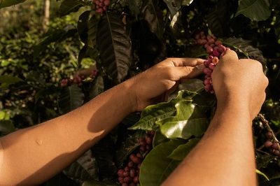 Primer plano de manos recolectando café de una planta 
