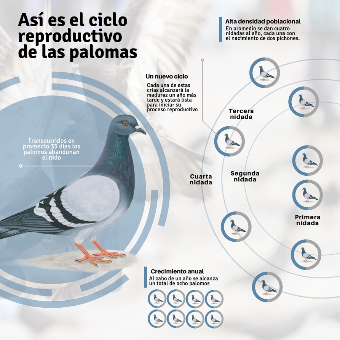 Infografía así es el ciclo reproductivo de las palomas para noticias Unibagué