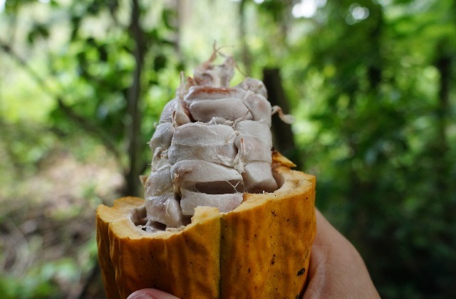 Imagen cacao