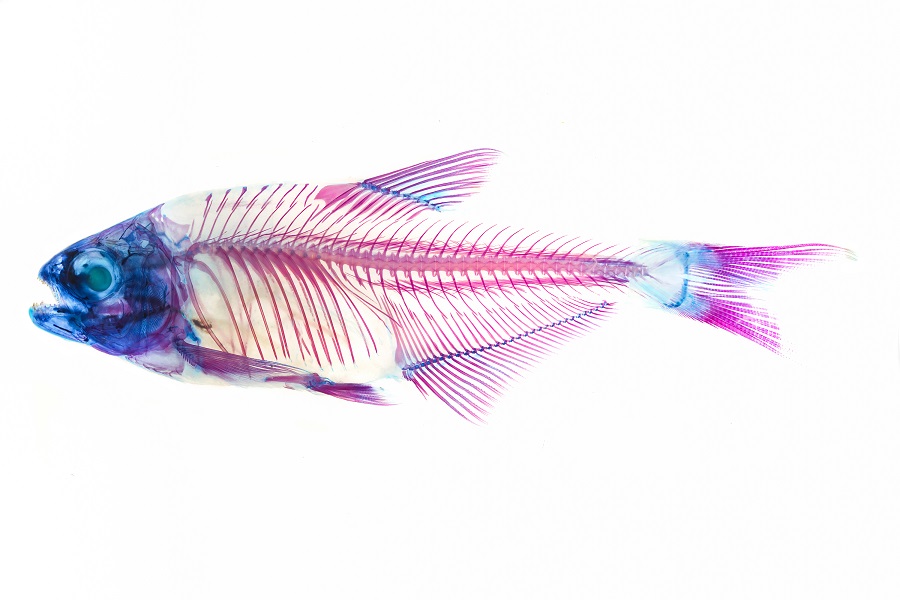 Consultoría UdeA Unibagué CaVFish