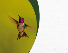 Lanzamiento del libro: Ibagué, entre alas, colores y cantos