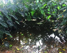 Jornada de reconocimiento y limpieza en el (Humedal) nacimiento del rio Opia