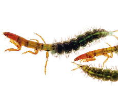 Biodiversidad y función de artrópodos en microcuencas altoandinas